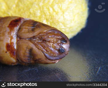 a chrysalis silkworm cocoon