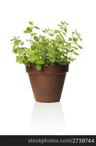 A Clay pot with oregano herb