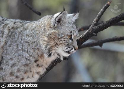 A close look at a candid profile of a Canadian Lynx.