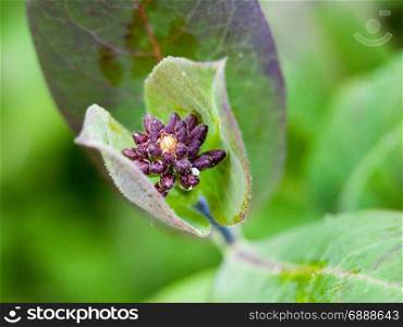 a close up a small flower in spring inside its leaf and budding about to blossoming purple