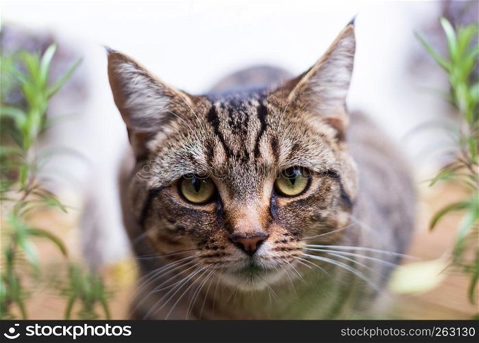 A close up image of a young tabby cat. Young Tabby Cat