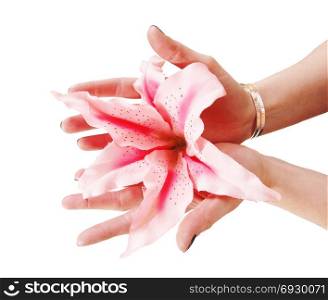 A close up image of two hands of a woman holding a pink lily in herpalms, isolated for white background