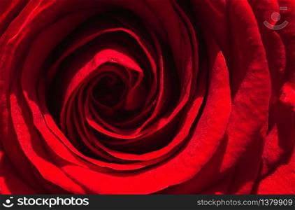 A close up macro shot of a red rose in natural sun. Floral background. A closeup macro shot of a red rose in natural sun