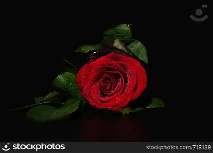 A close up macro shot of a rose,valentine background with water drops.. A close up macro shot of a rose,valentine background with water drops