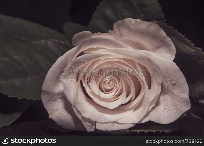 A close up macro shot of a rose,valentine background with water drops.. A close up macro shot of a white rose,valentine background with water drops