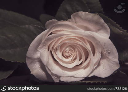 A close up macro shot of a rose,valentine background with water drops.. A close up macro shot of a white rose,valentine background with water drops