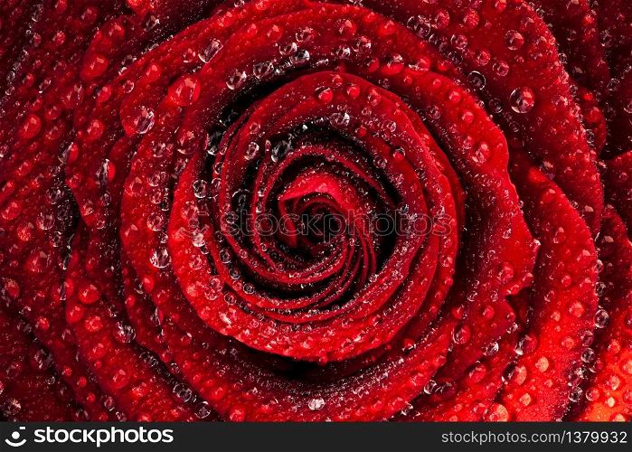 A close up macro shot of a wet red rose in natural sun covered with water drops. Floral background. A close up macro shot of a wet red rose in natural sun covered in water drops