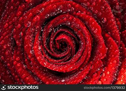 A close up macro shot of a wet red rose in natural sun covered with water drops. Floral background. A close up macro shot of a wet red rose in natural sun covered in water drops