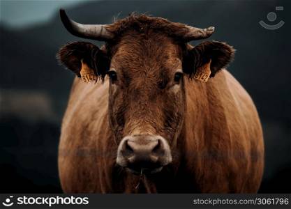 A close up of a brown cow with a broken horn looking straight to camera during a stormy day in the middle of the mountains