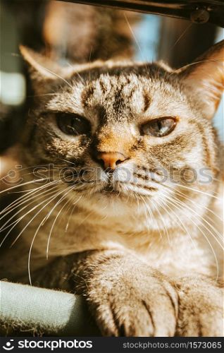 A close up of a cute grey cat face looking straight to camera