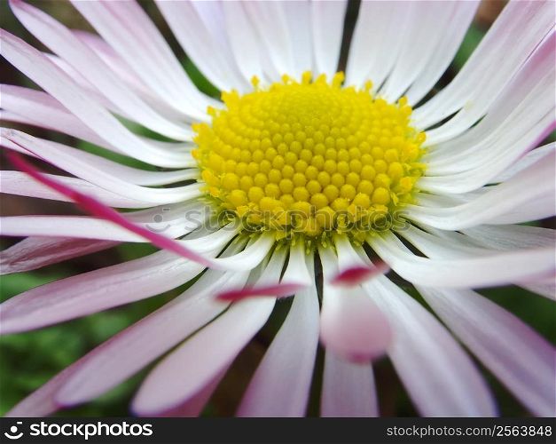 a close up of a daisy flower widelly open