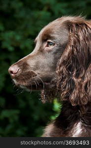 A close-up of a dog looking into the distance