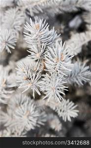 A close-up of a fir-tree branch covered hoarfrost