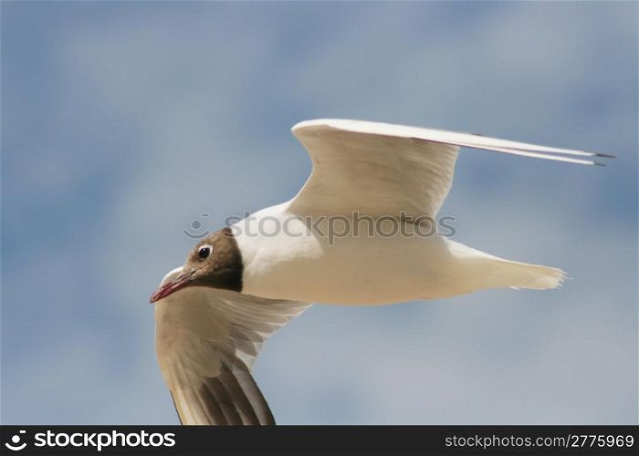 A Close-up of a flying black-headed gull