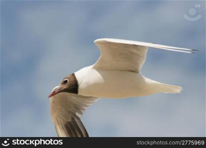 A Close-up of a flying black-headed gull
