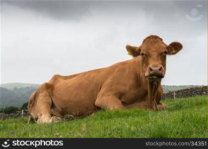 A close up of a ginger cow in a field in the countryside, in the Peak District, Derbyshire