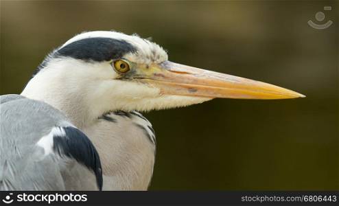 A close-up of a great blue heron