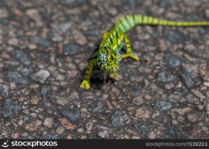 A Close up of a green chameleon on the street. Close up of a green chameleon on the street
