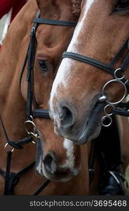 A close-up of a horse with a rider