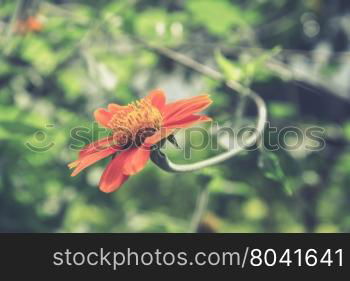 A close up of a Mexican Sunflower (Vintage filter effect used)