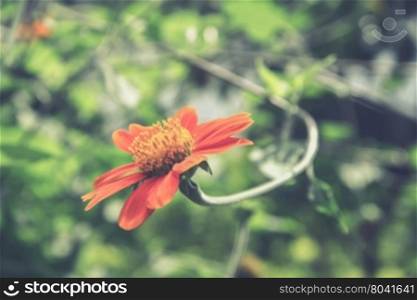A close up of a Mexican Sunflower (Vintage filter effect used)