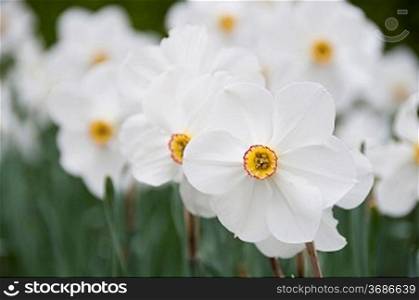 a close-up of a Narcissus flower