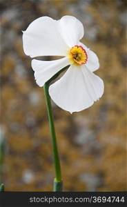 a close-up of a Narcissus flower