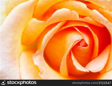 a close-up of a orange rose