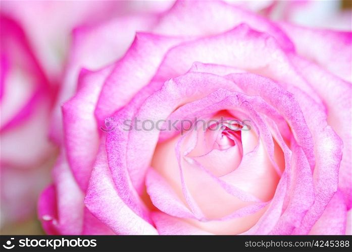 a close-up of a pink rose