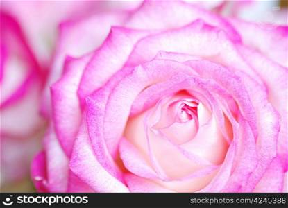 a close-up of a pink rose