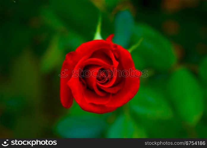 a close-up of a red rose