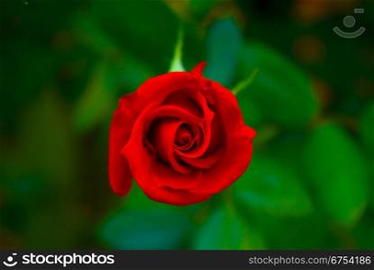 a close-up of a red rose