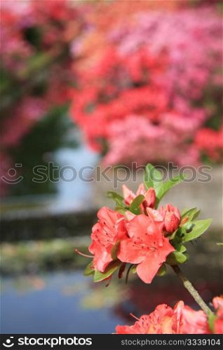 A close up of a rhododendron flower, different shades of rhododendrons in the background
