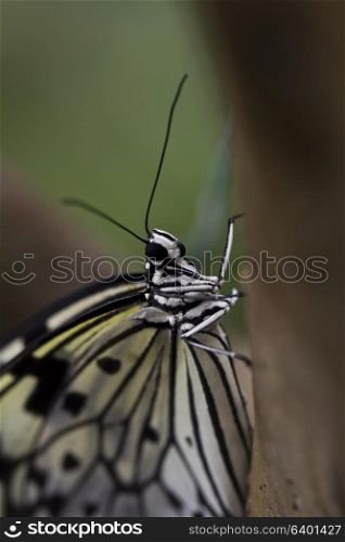 A close up of a tree nymph butterfly Nymphalidae