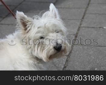 A close up of a westhighland white terrier