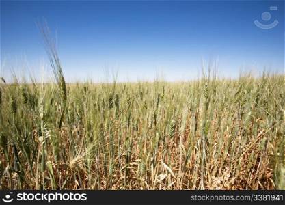 A close up of a wheat field against a large flat horizon
