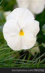 a close-up of a white pansy