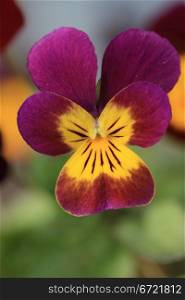 A close up of a yellow and purple pansy