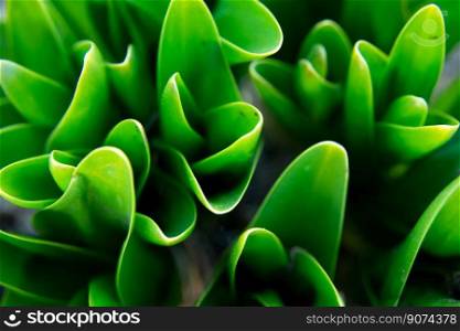 A close-up of abstract green plants in a garden, top view