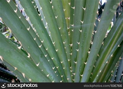 A close up of Pandanus odoratissimus or screw pine thorny green plant
