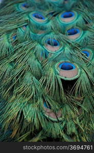A close-up of peacock feathers