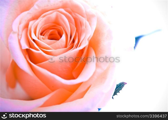 a close-up of pink rose petals