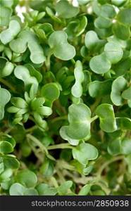 A close up of water cress