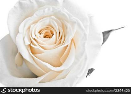 a close-up of white rose petals