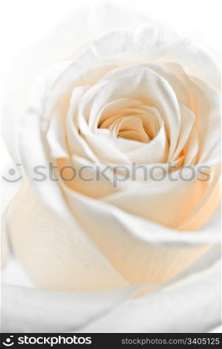 a close-up of white rose petals