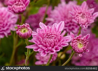 A close up photo of a bunch of pink chrysanthemum flowers. Chrysanthemum pattern in flowers park. A close up photo of a bunch of pink chrysanthemum flowers