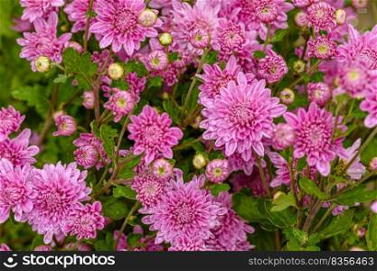 A close up photo of a bunch of pink chrysanthemum flowers. Chrysanthemum pattern in flowers park. A close up photo of a bunch of pink chrysanthemum flowers
