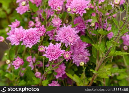 A close up photo of a bunch of pink chrysanthemum flowers. Chrysanthemum pattern in flowers park. A close up photo of a bunch of pink chrysanthemum flowers