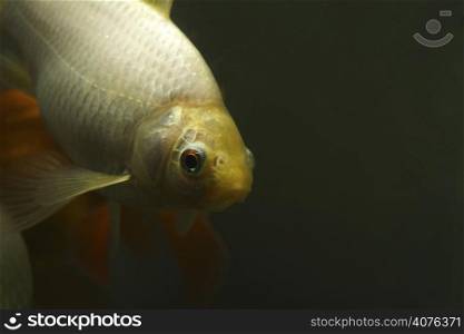 A close up picture of a common goldfish with the spotlight on the back of the fish