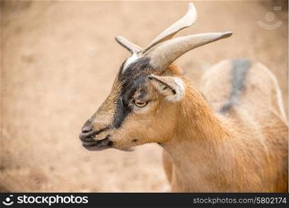 A close up portrait of a brown pygmy goat with horns in a light brown dirt setting.